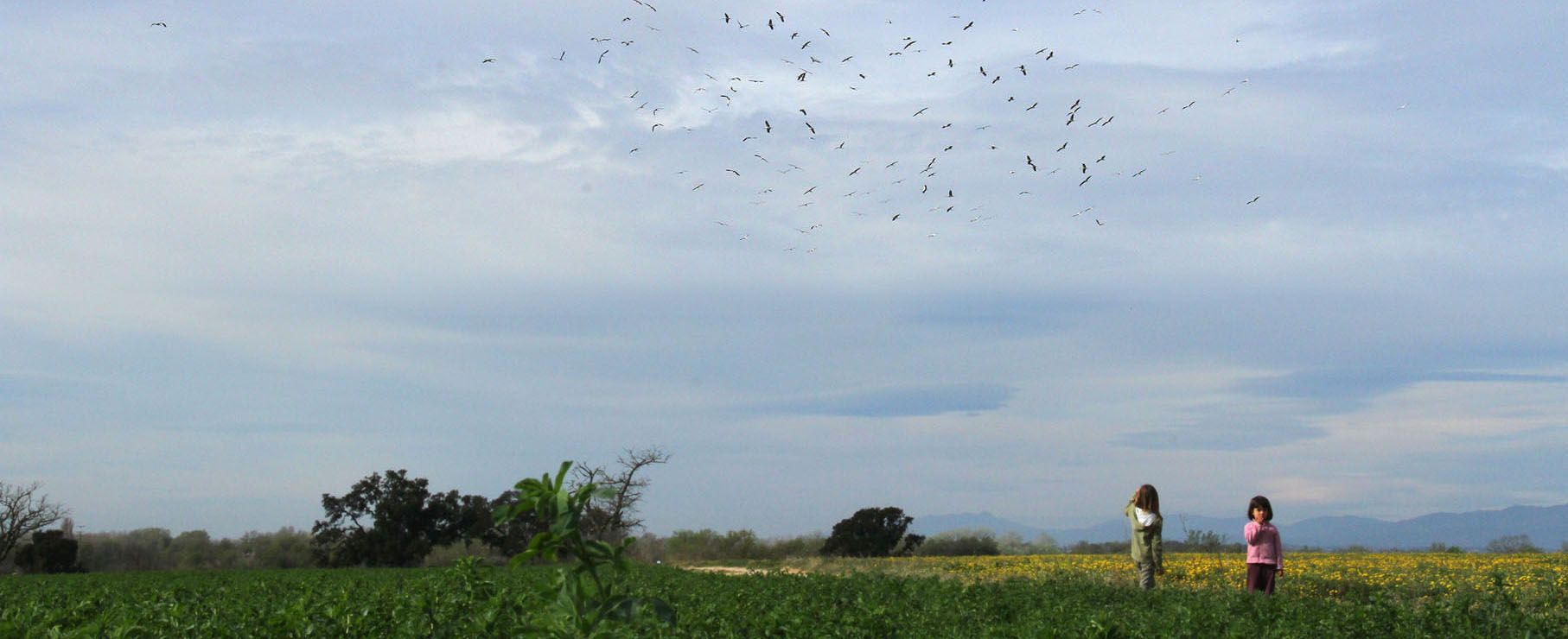 cranes_storks_migration_familiar_nature